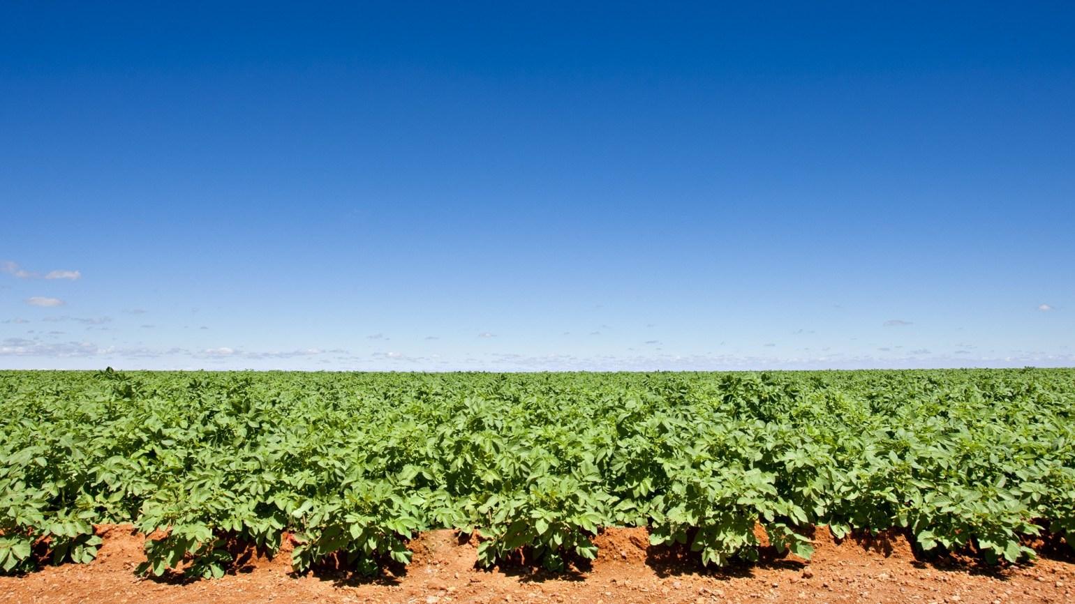 SOLTU_Potatoes_01_1540x866.jpg
