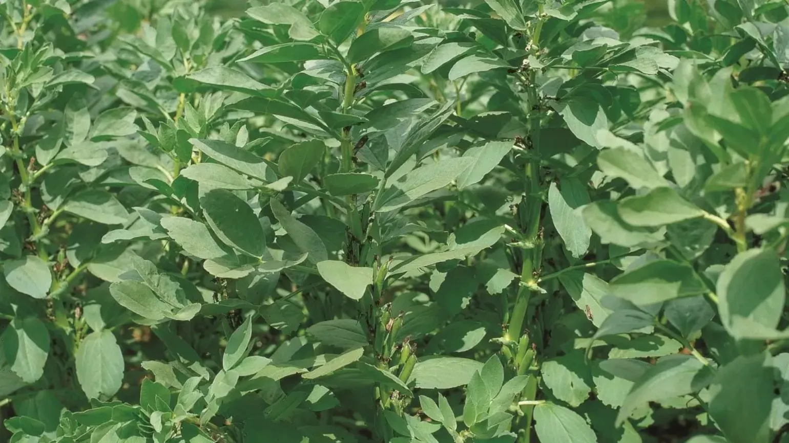 existence-of-soy_02_1200x675_webp.webp