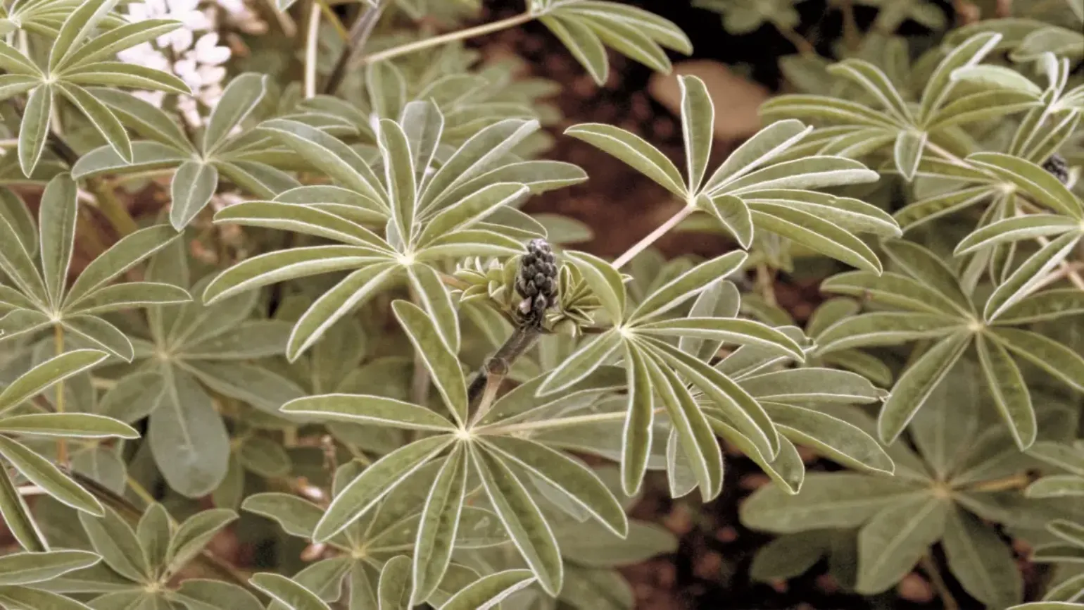 lupine_1200x675_webp.webp