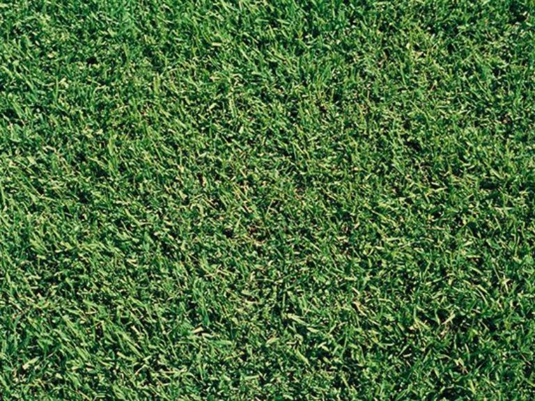 lawn