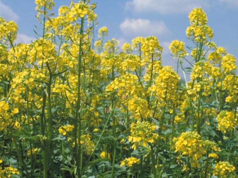 oilseedrape