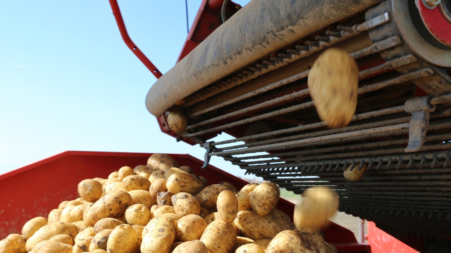 SOLTU_Potatoes_04_1540x866.jpg