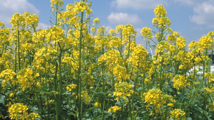 oilseedrape