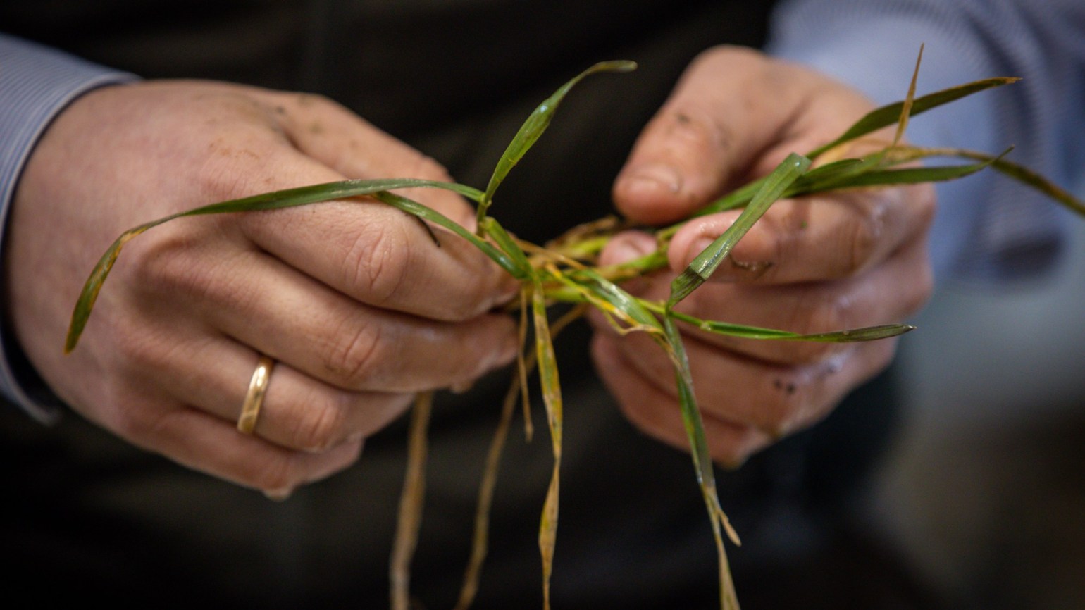 FaF23_Henning_portrait