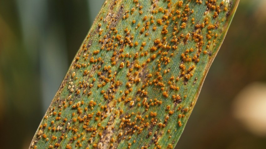 Meget kraftigt angreb af brunrust