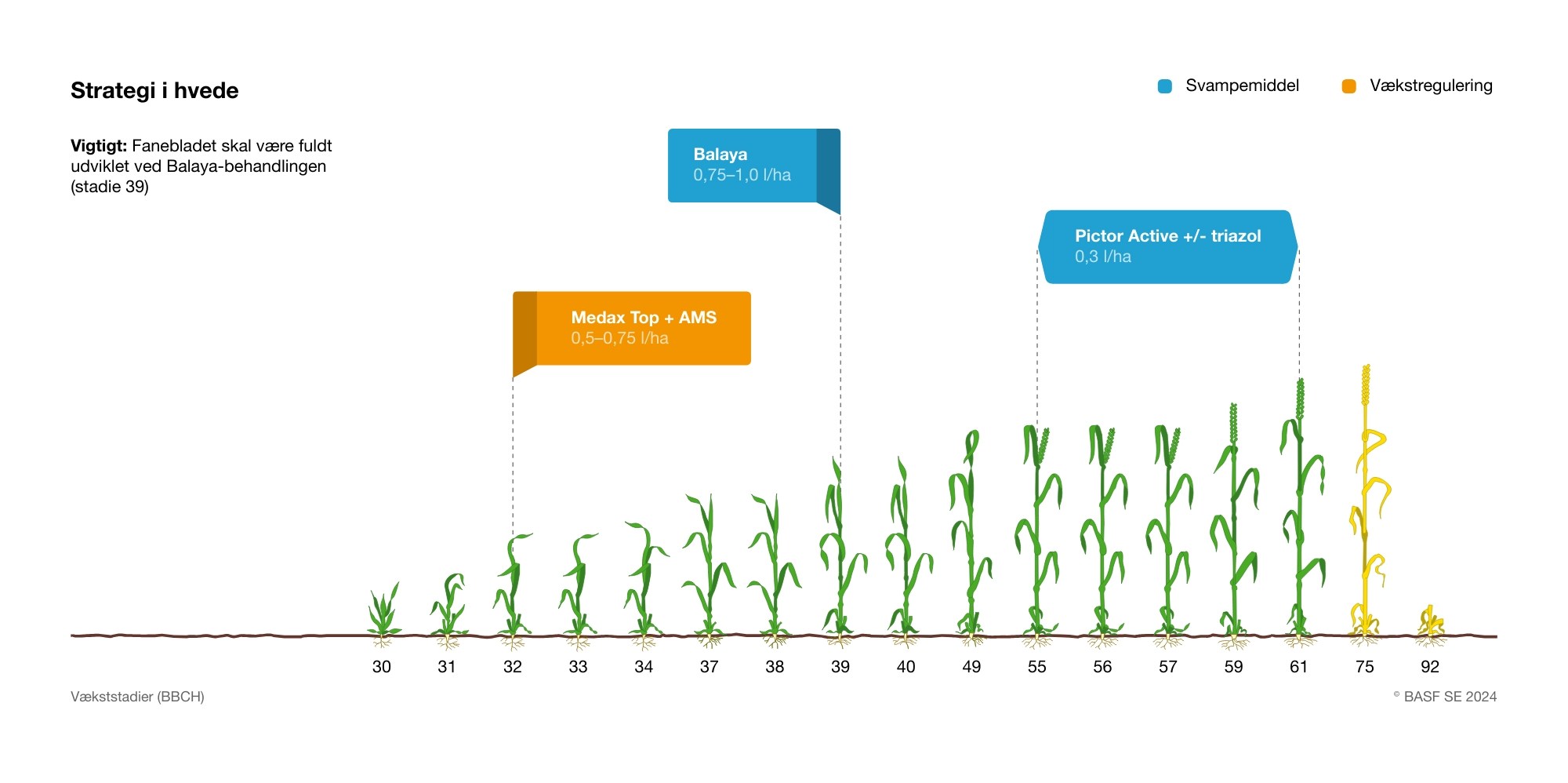 DK-Wheat-GG-2025-6130-Strategi-i-HVEDE-(1)_2000w